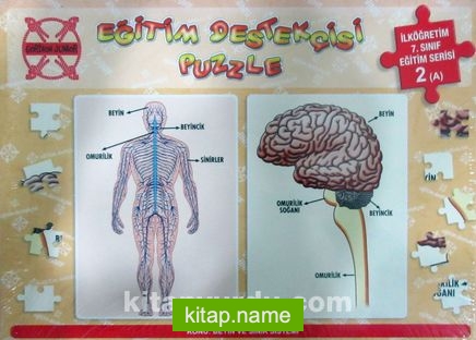 Eğitim Destekçisi Puzzle – İlköğretim 7. Sınıf Eğitim Serisi 2 (A) / Konu: Beyin ve Sinir Sistemi