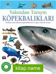 Köpekbalıkları – Yakından Tanıyın